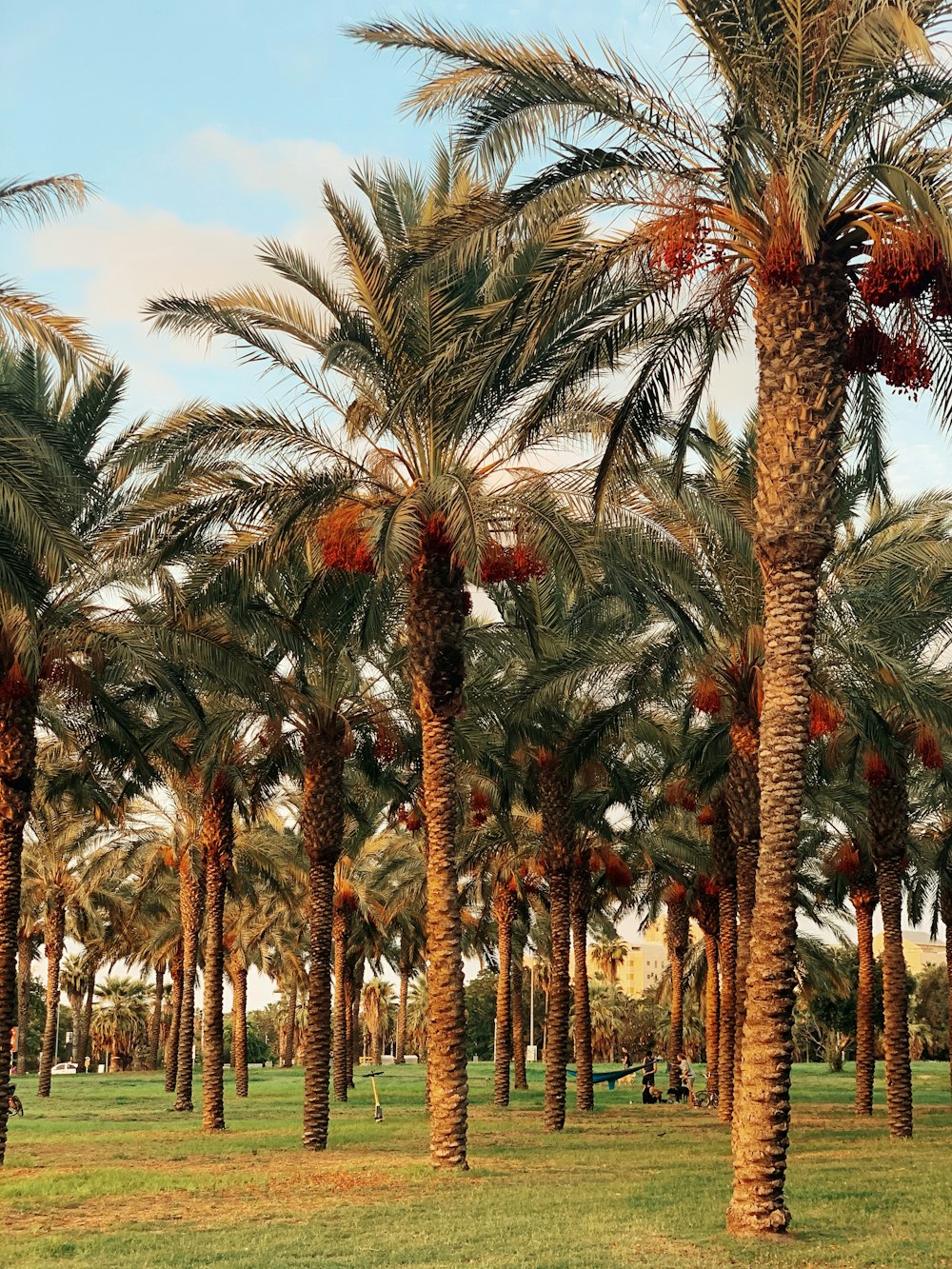 palm trees under blue sky during daytime