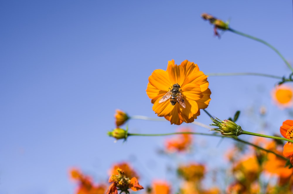 yellow flower in tilt shift lens