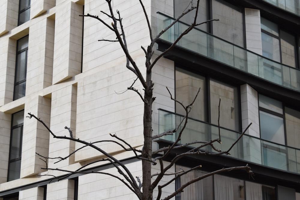 bare tree near white concrete building