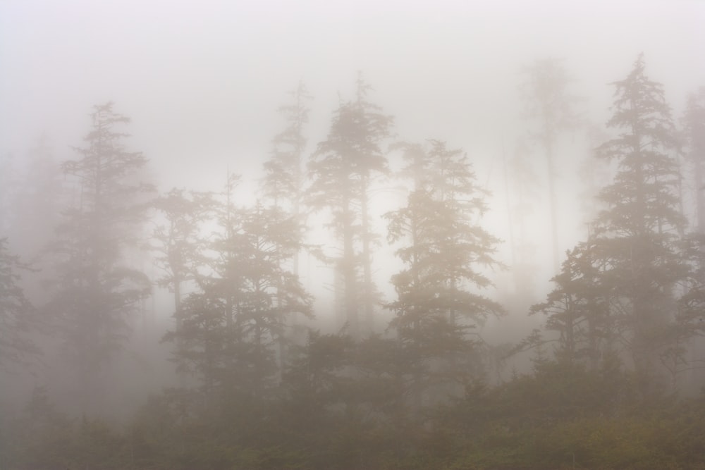 green trees covered with fog