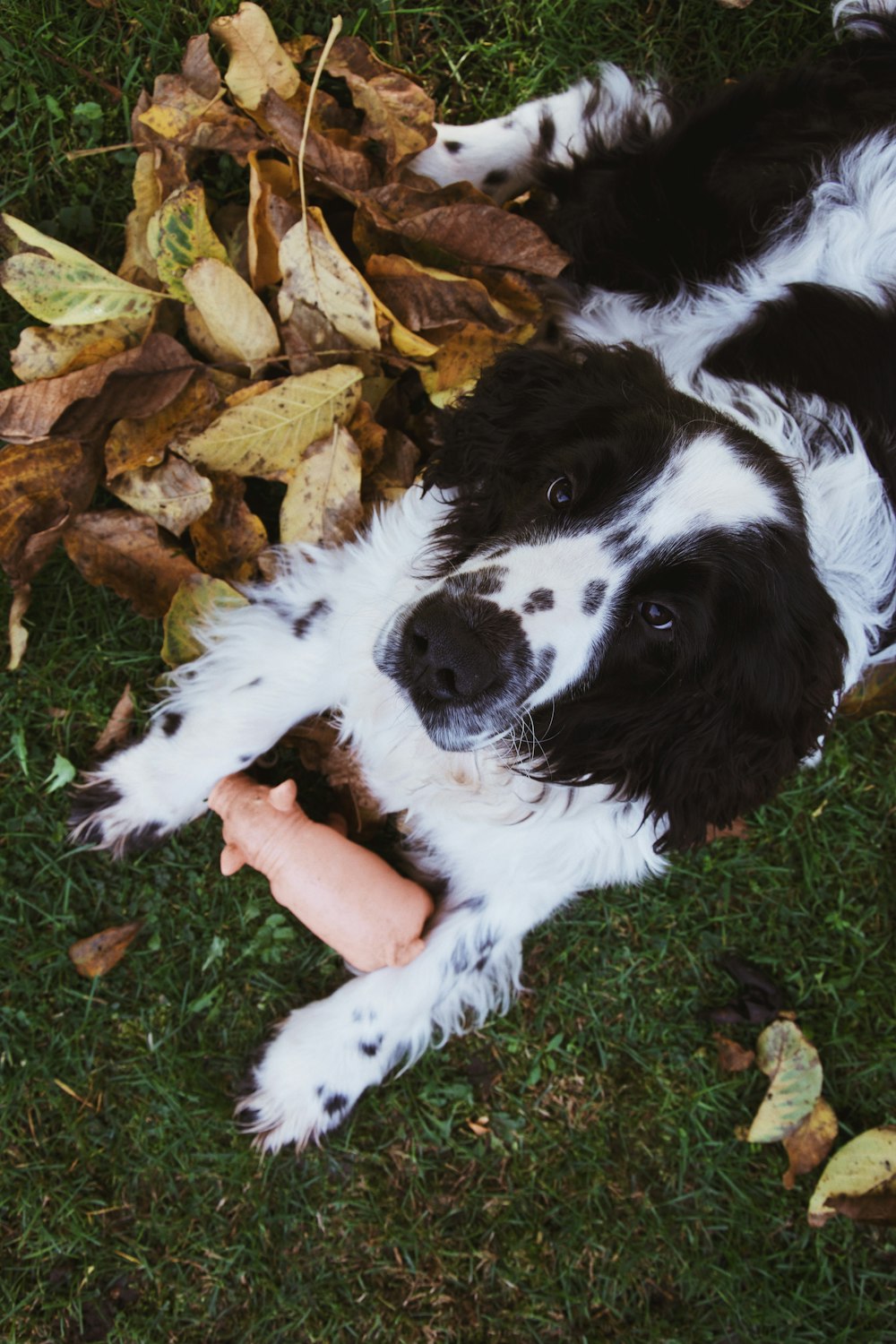 black and white border collie puppy