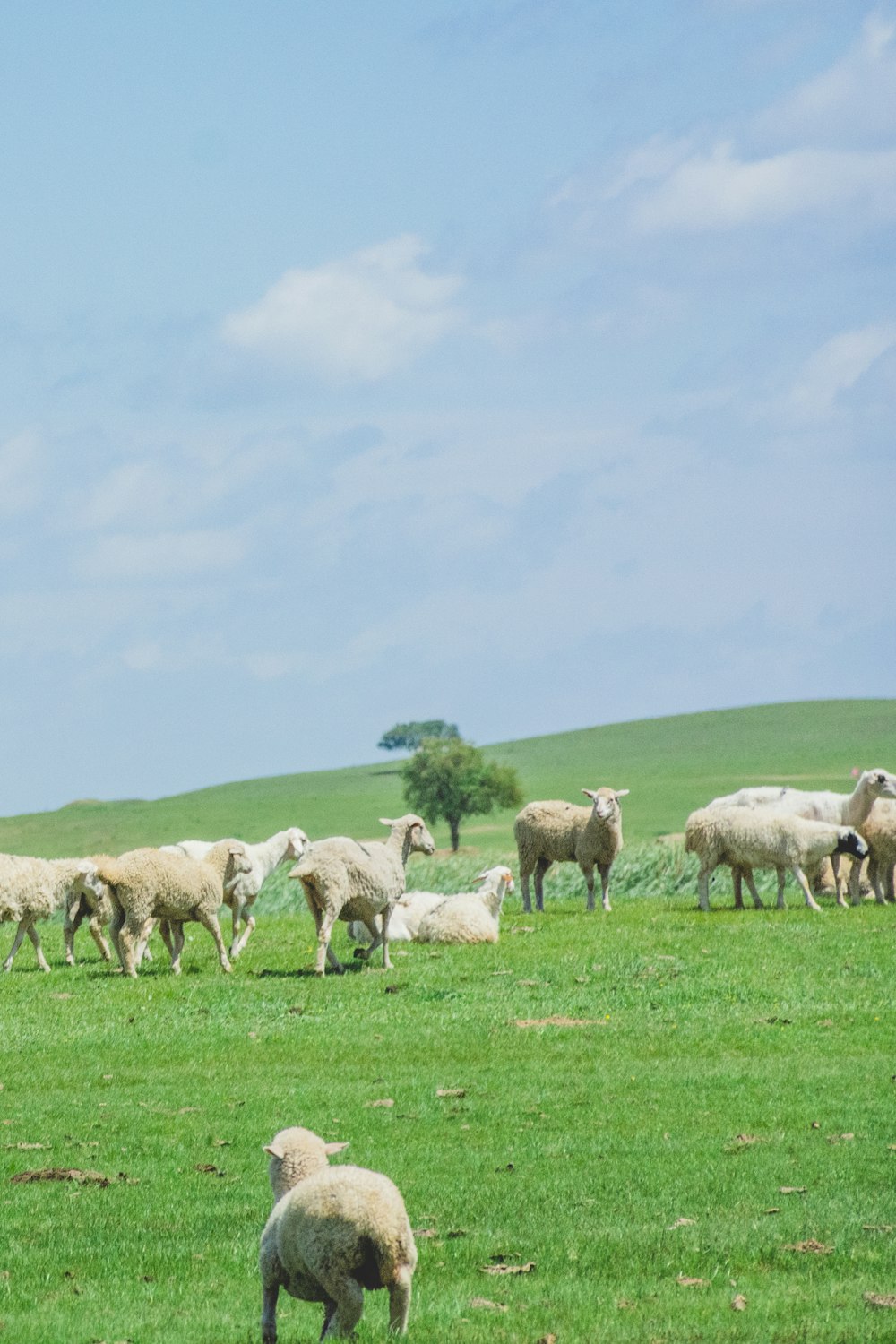 herd of sheep on green grass field during daytime