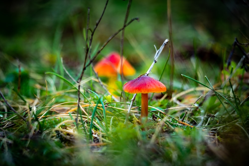 red and white mushroom on green grass during daytime