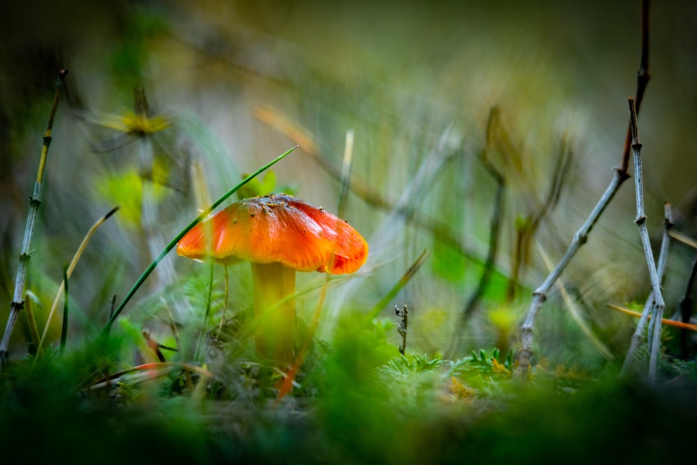orange and white mushroom in green grass field