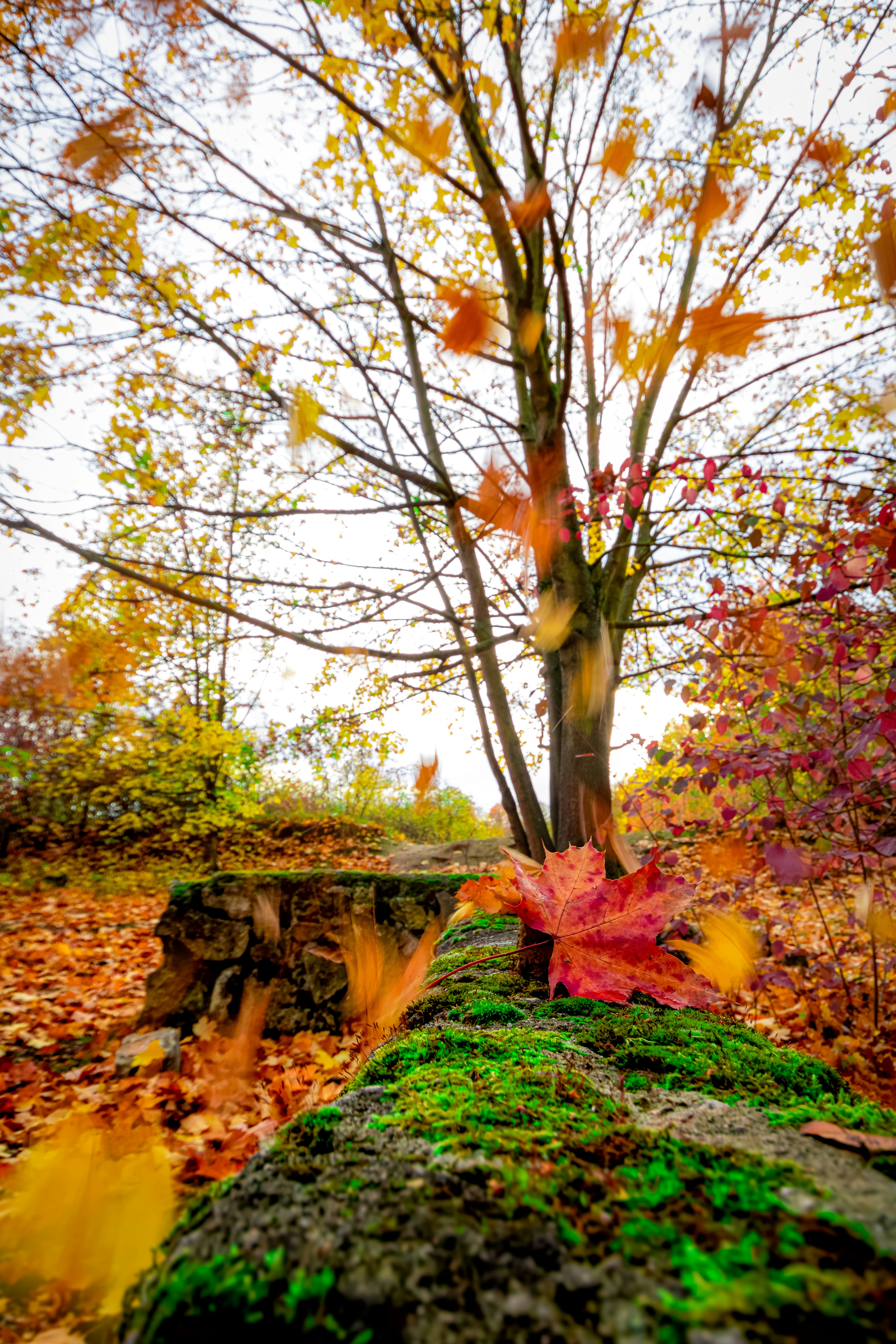 Red and yellow maple tree photo – Free Mainz Image on Unsplash