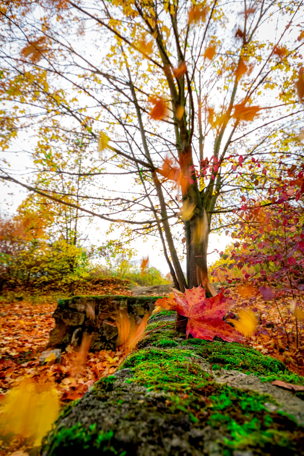 red and yellow maple tree