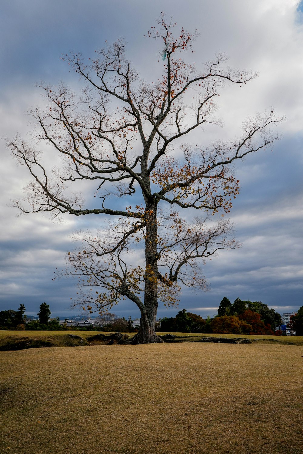 leafless tree on brown field under cloudy sky