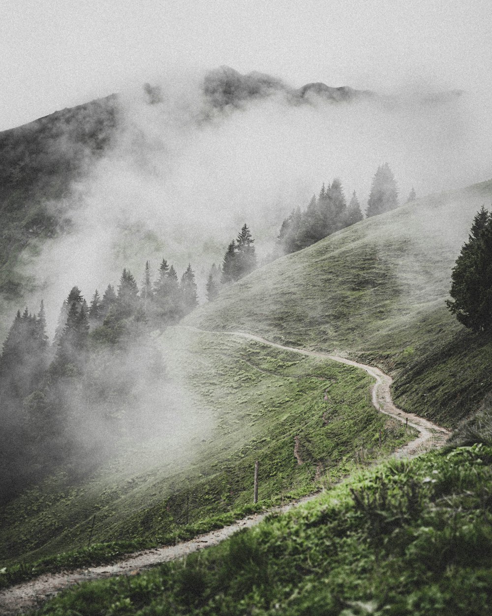 green grass field with fog