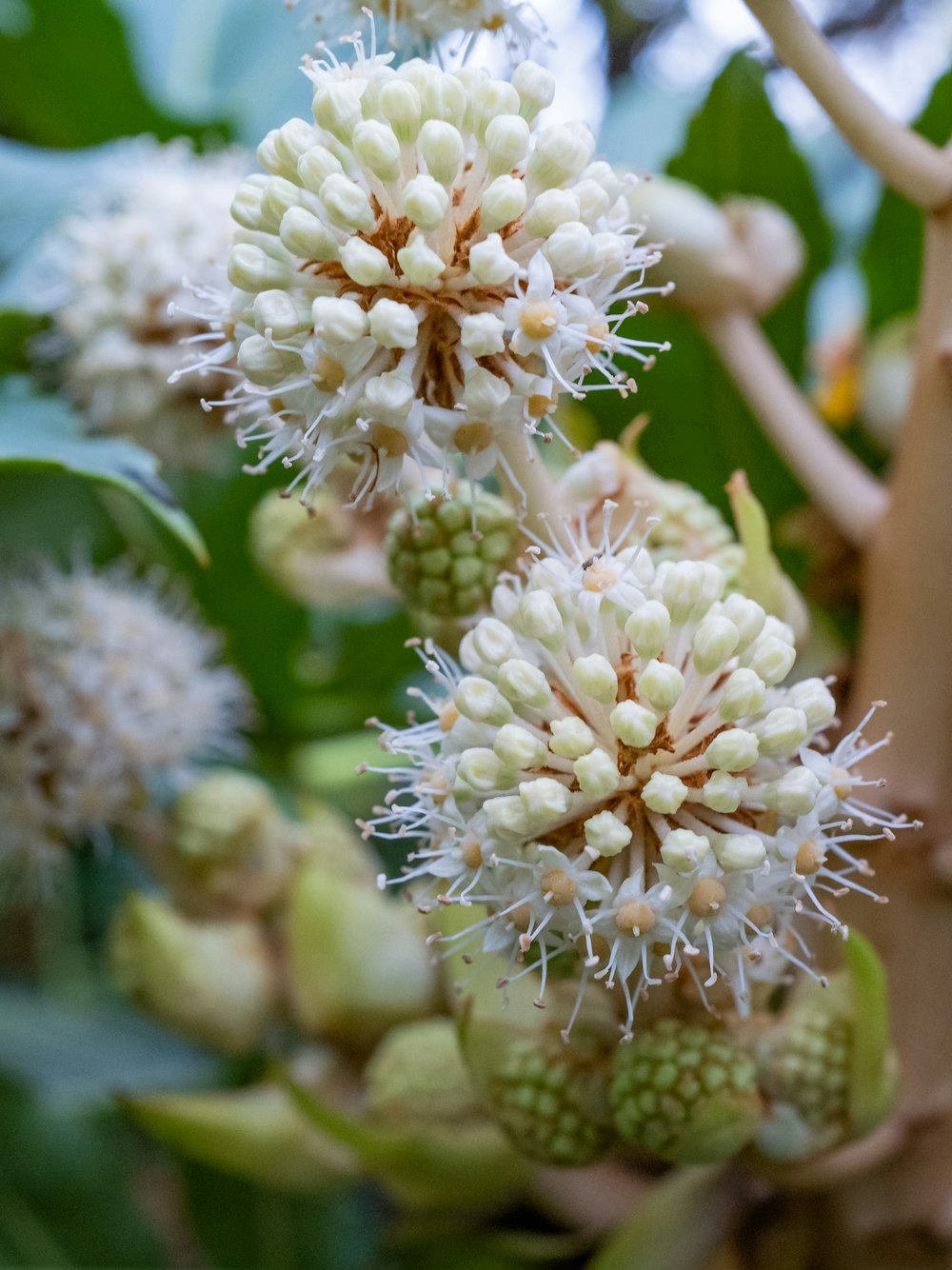 white flowers in tilt shift lens