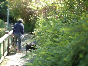 Aloka, the gentle pariah dog, walking alongside a group of serene Buddhist monks on a sunlit path.