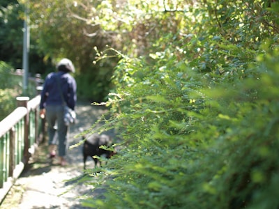 Aloka, the gentle pariah dog, walking alongside a group of serene Buddhist monks on a sunlit path.