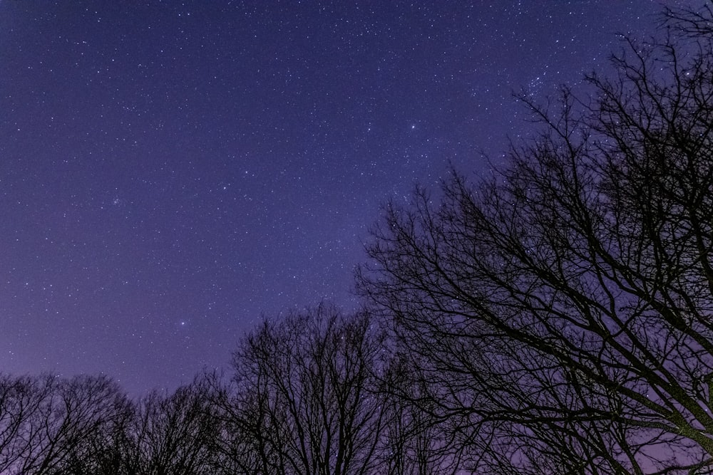 alberi spogli sotto il cielo blu durante la notte