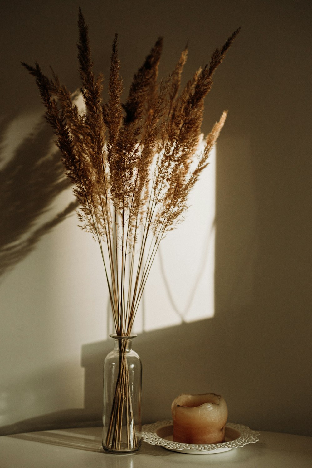 brown plant in clear glass vase