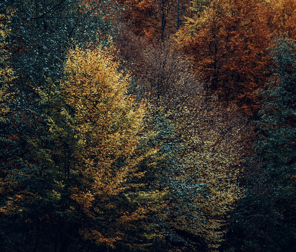 green and brown trees during daytime