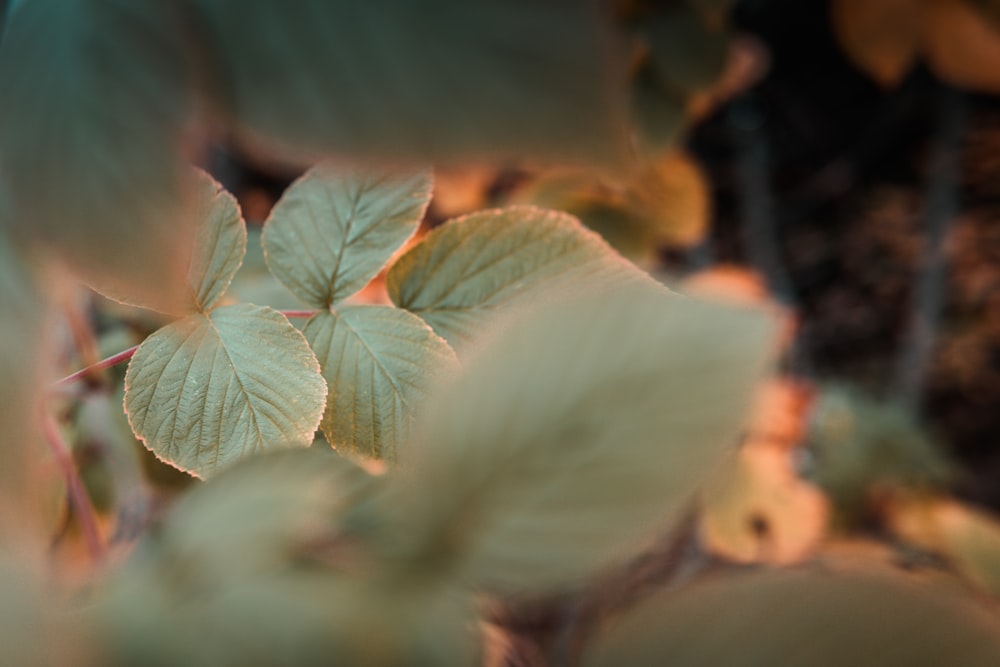 a close up of a green leafy plant