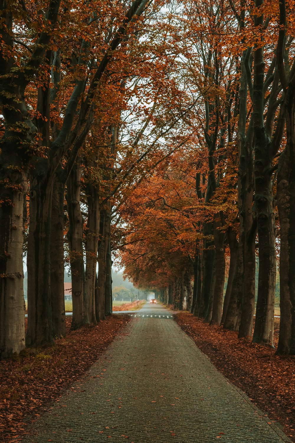 gray asphalt road between brown trees during daytime