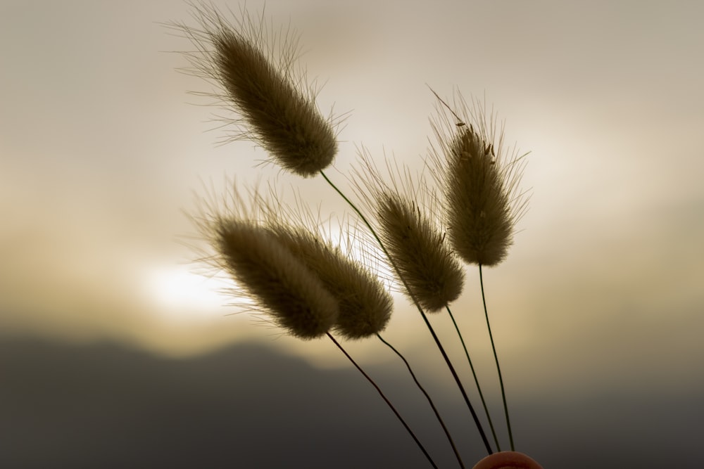 brown wheat in close up photography