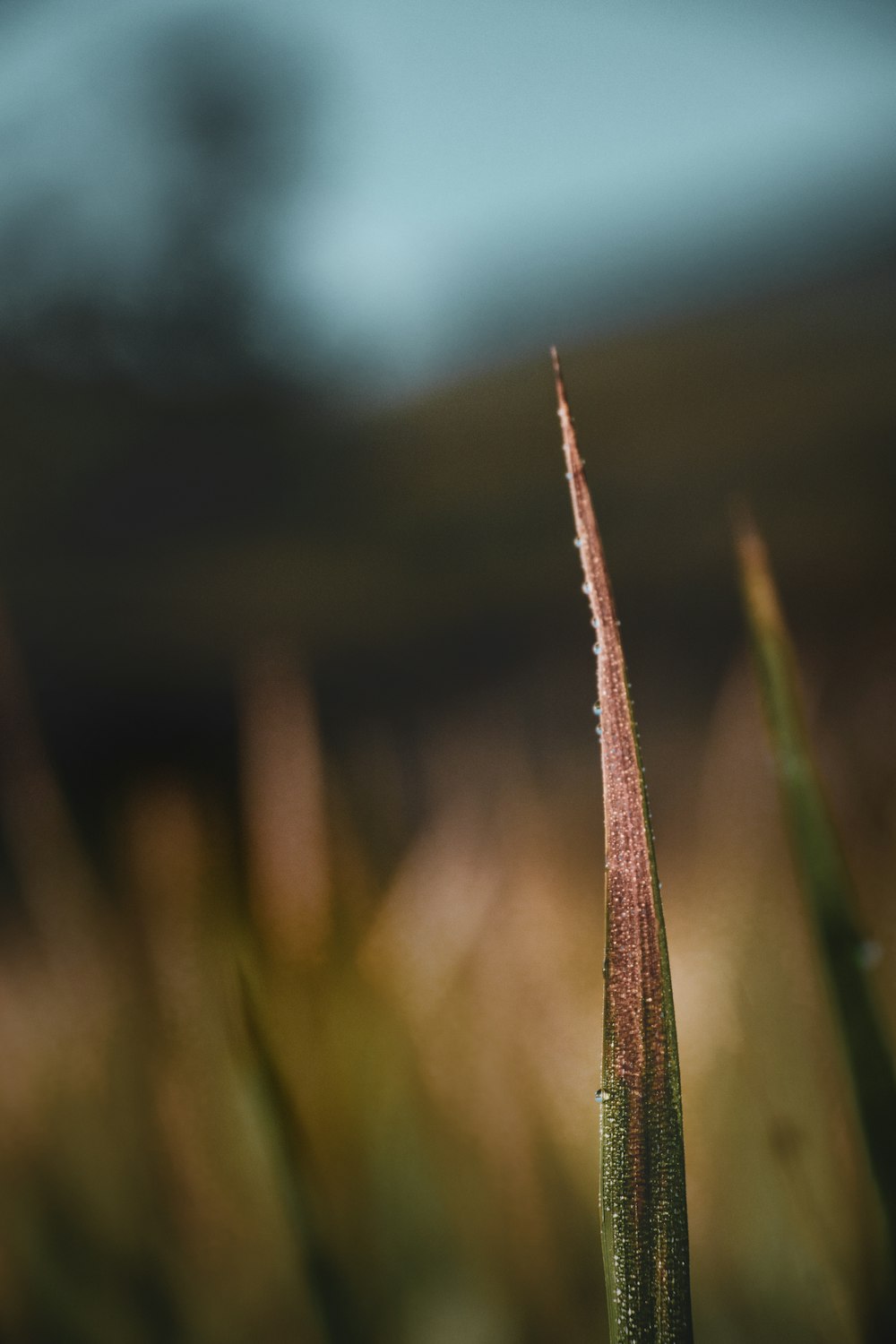 brown dried leaf in tilt shift lens