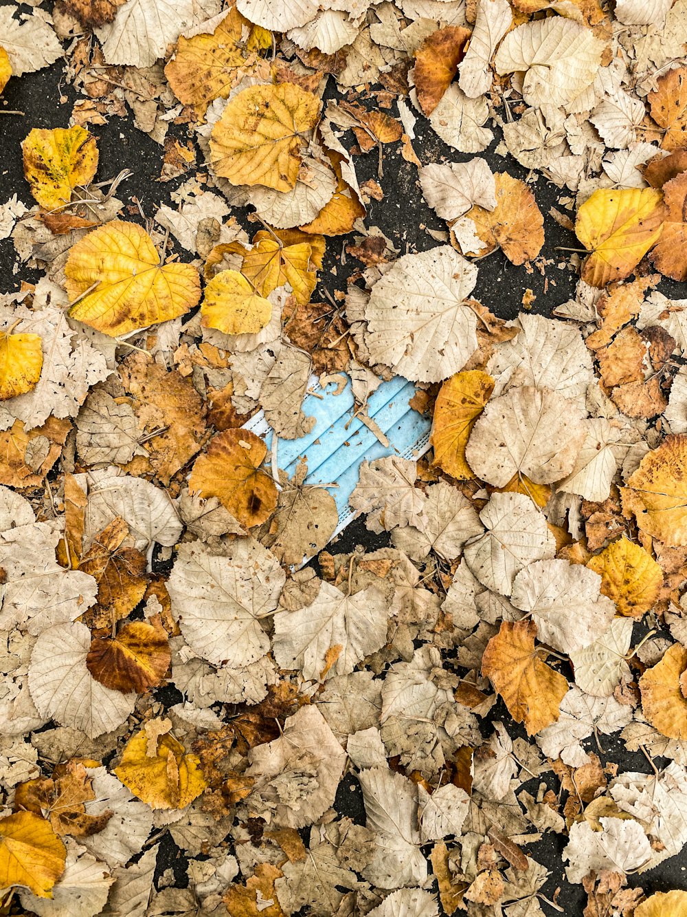 brown leaves on blue plastic crate