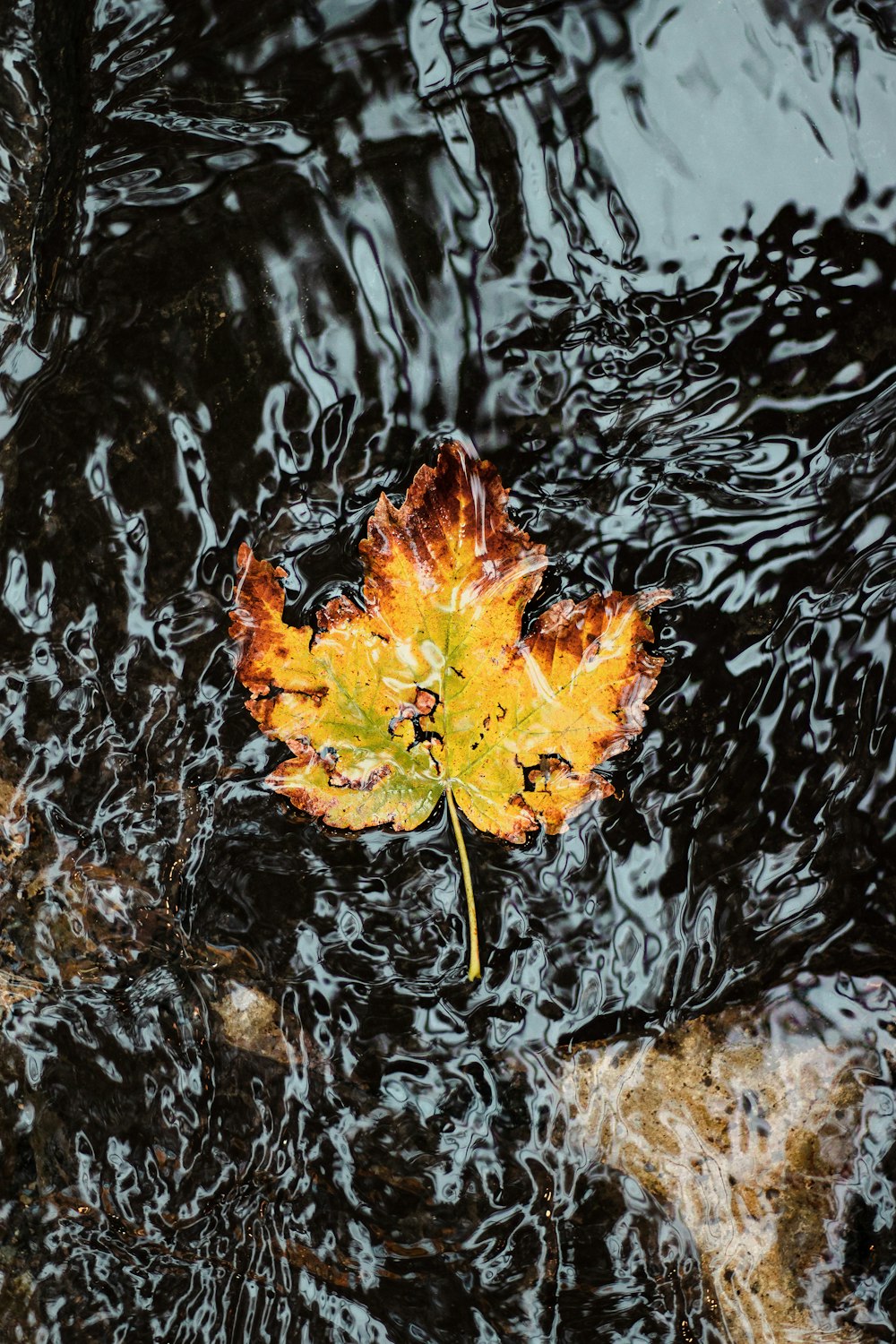 folha de bordo alaranjada na água