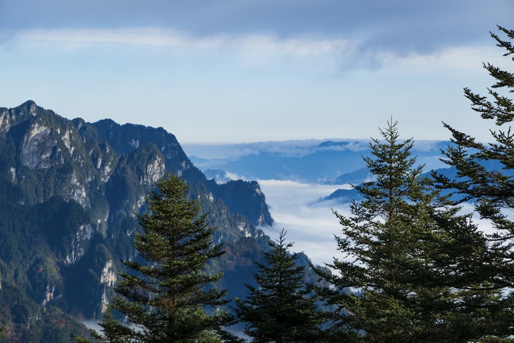 green pine trees on mountain during daytime