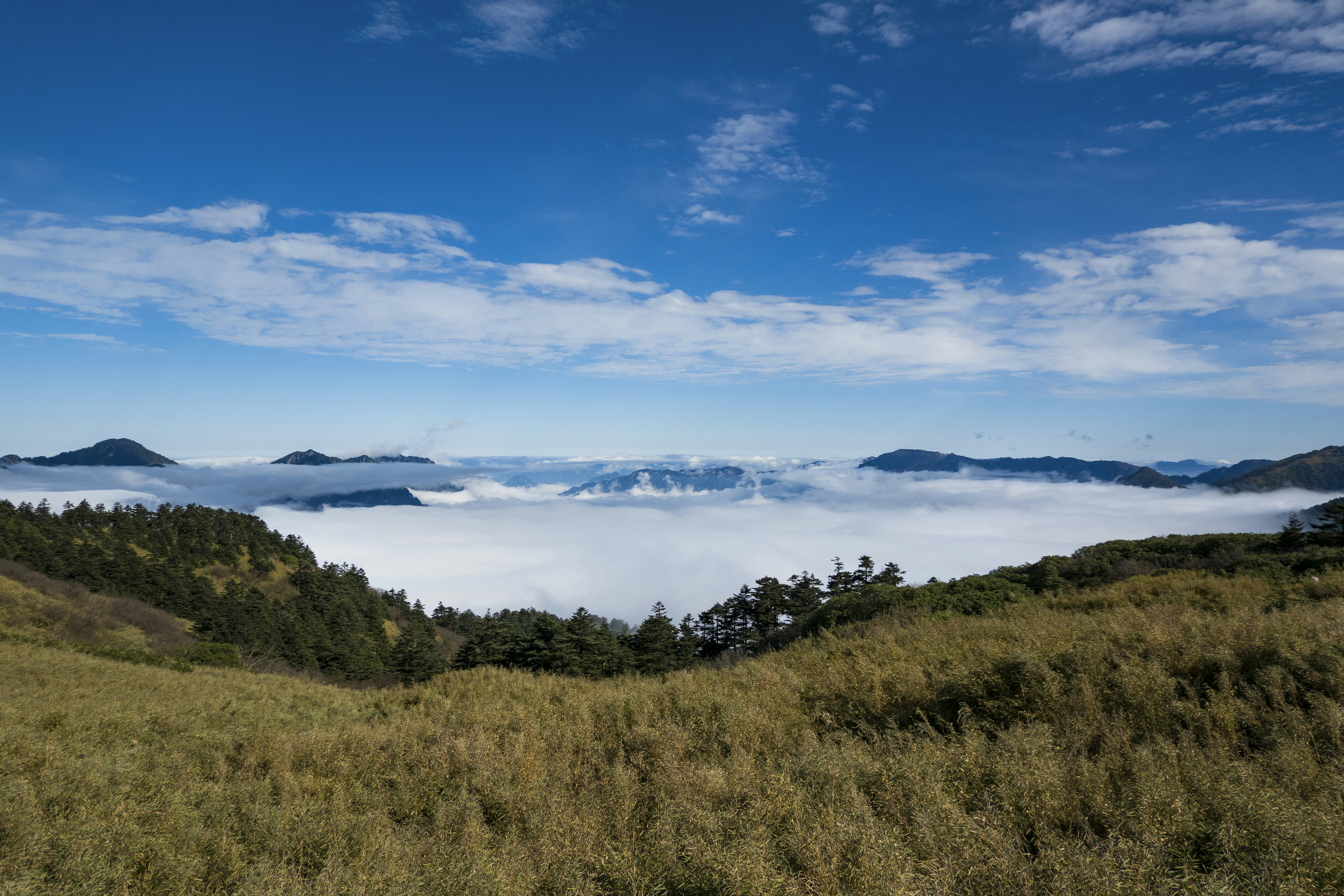 Grünes Grasfeld in der Nähe von Gewässern unter blauem Himmel tagsüber