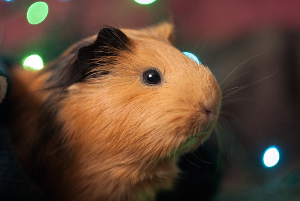 brown and white guinea pig