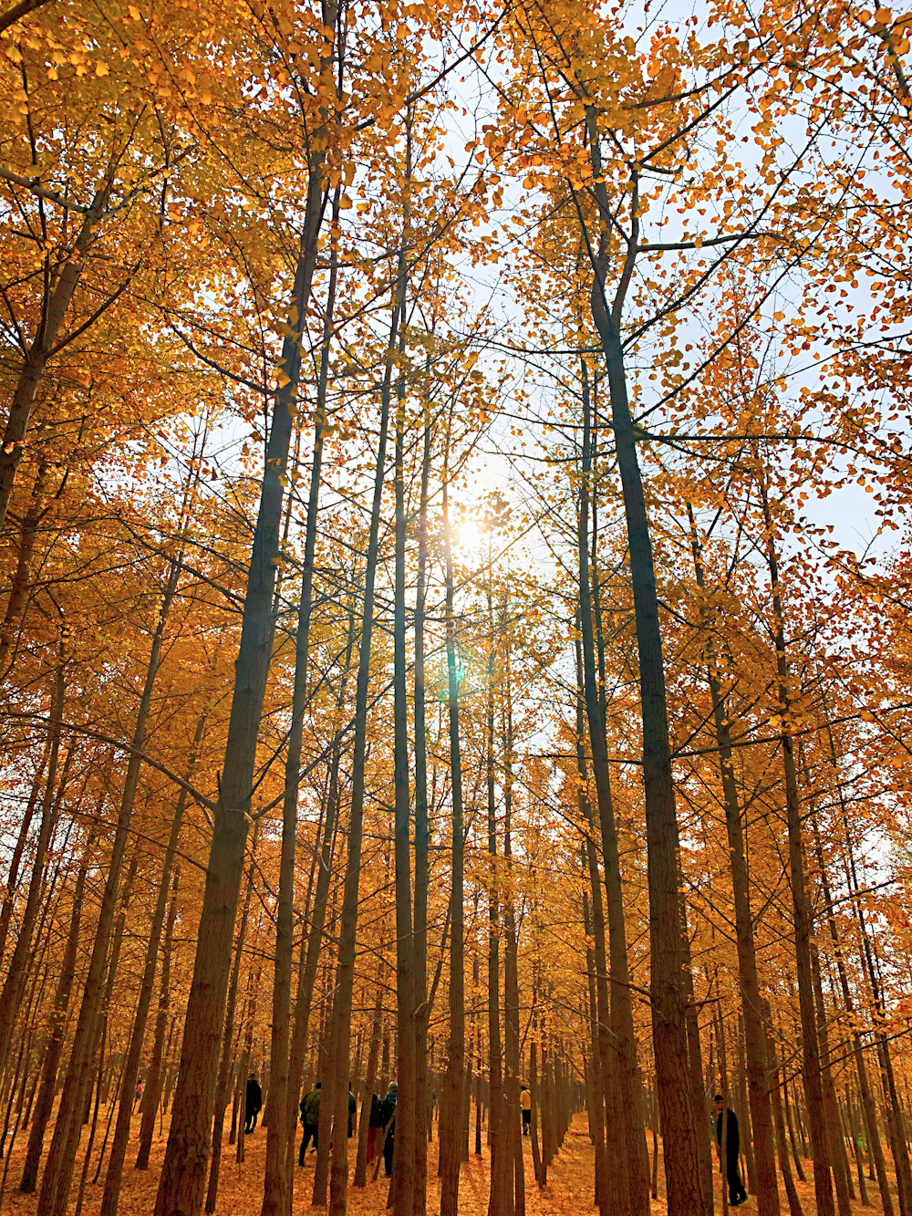 brown bare trees under blue sky during daytime