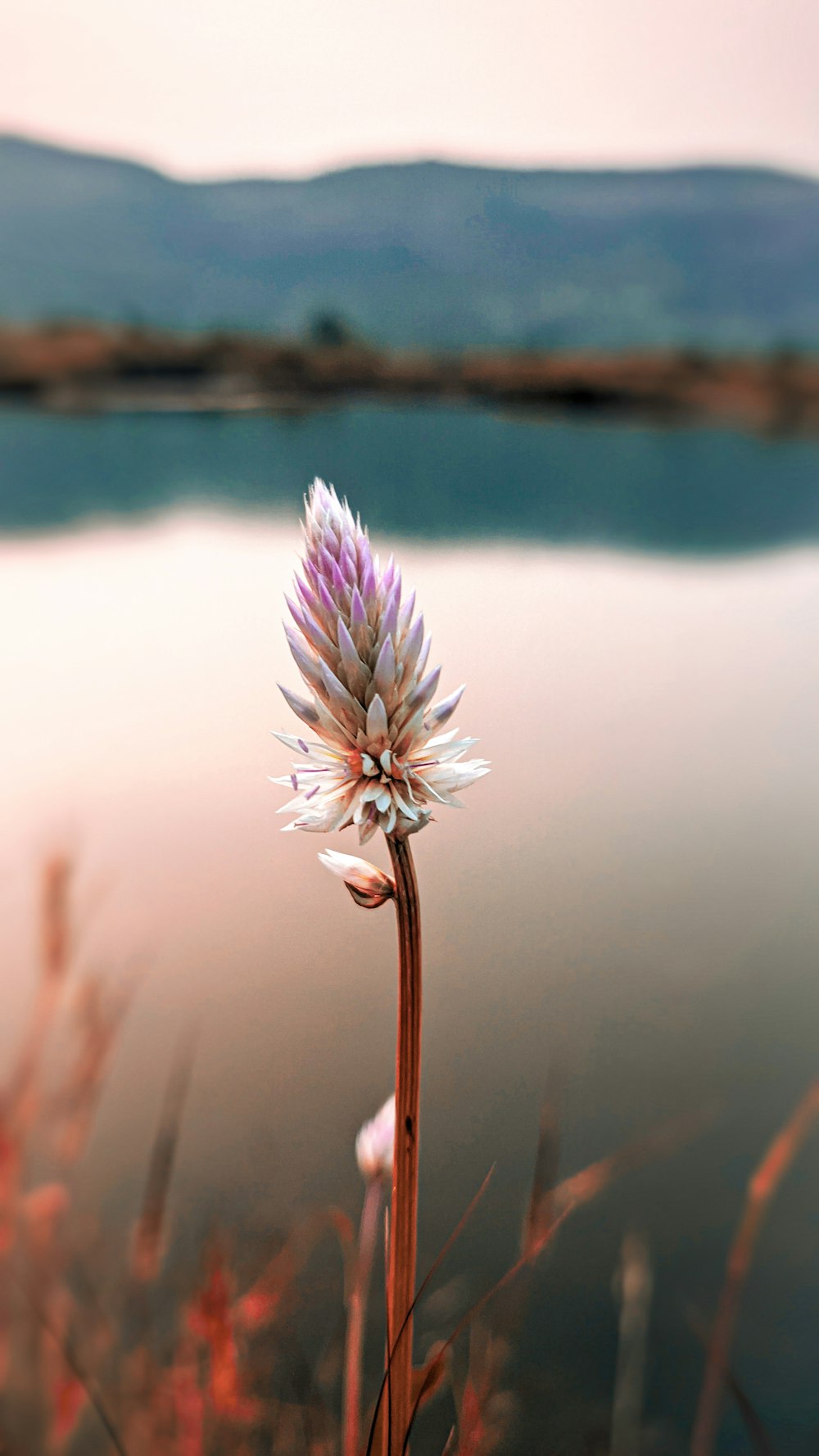 white flower in tilt shift lens