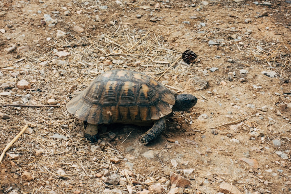 brown and black turtle on brown dried leaves