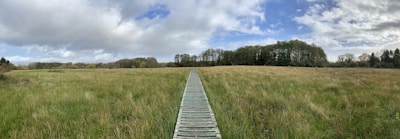 A panoramic shot of a forest trail with wood, grass, and metal elements visible along the path.