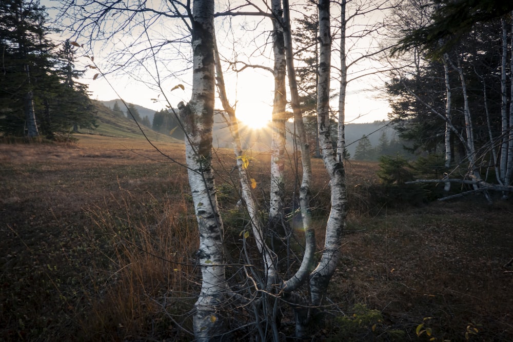 leafless tree on green grass field during daytime