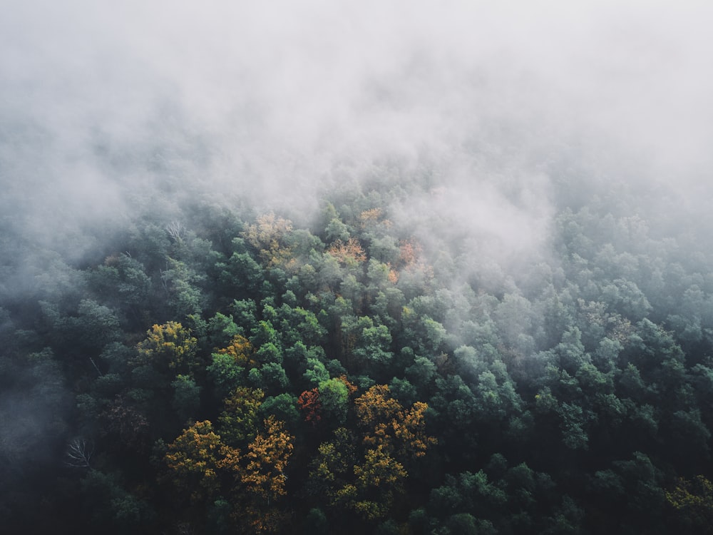 green trees under white clouds