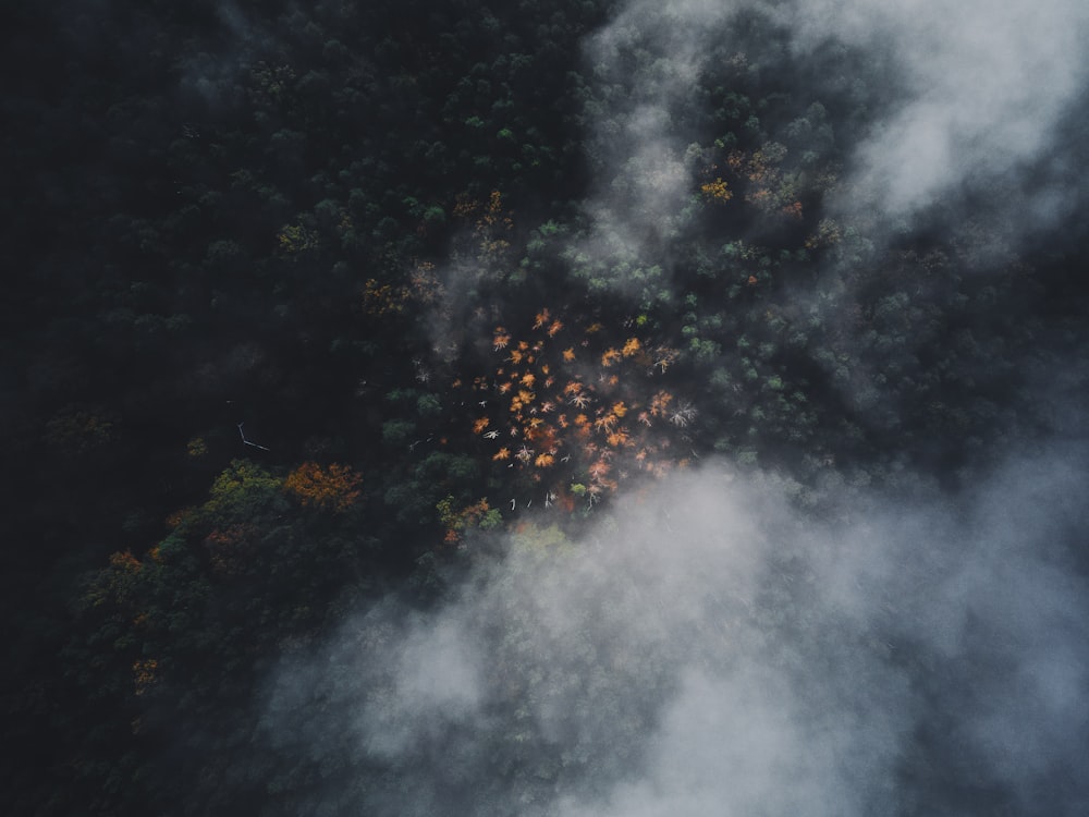 green trees and white clouds