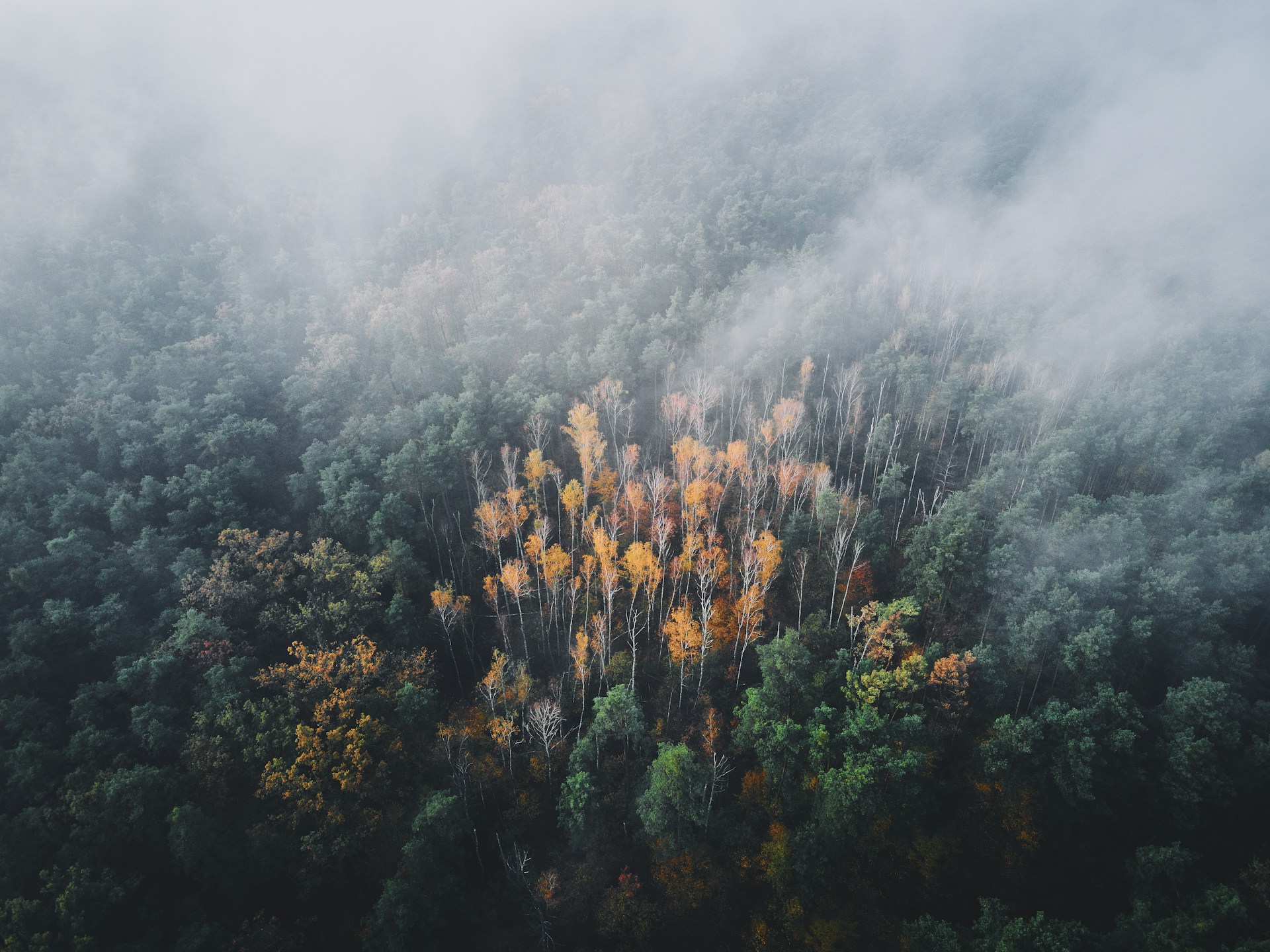 green and brown trees under white clouds during daytime