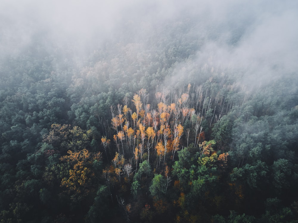 green and brown trees under white clouds during daytime