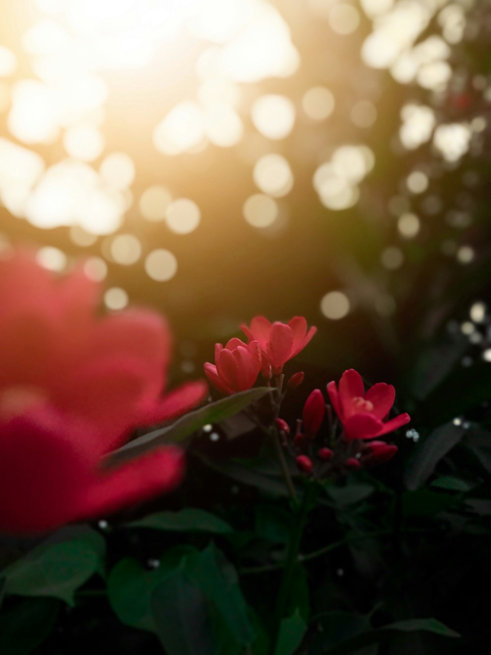 roses rouges avec des feuilles vertes