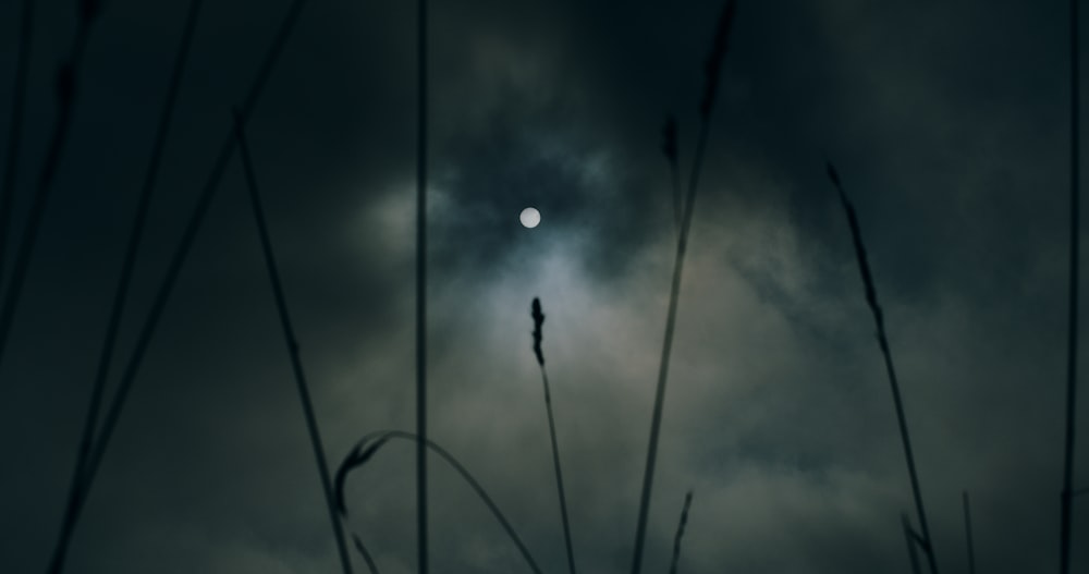 white dandelion flower under dark sky