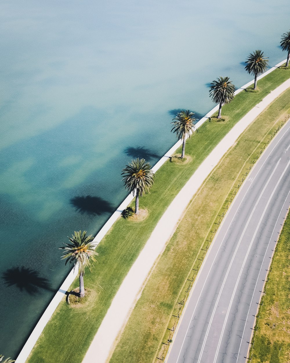 green palm tree near body of water during daytime