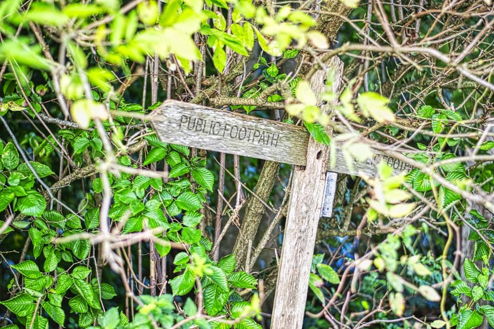 brown wooden signage on green plants