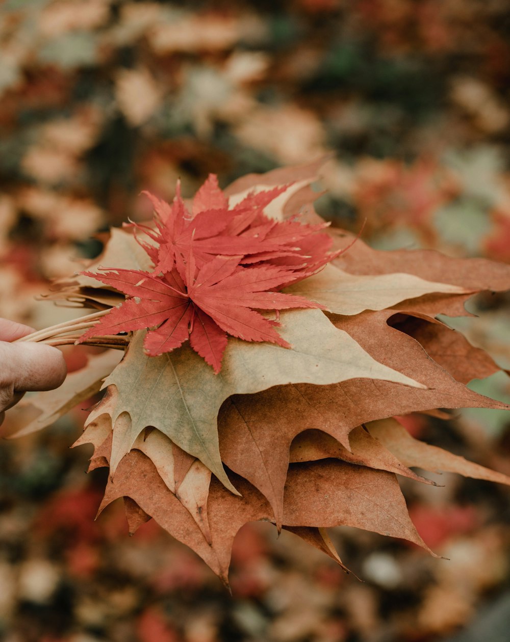 brown maple leaf in tilt shift lens