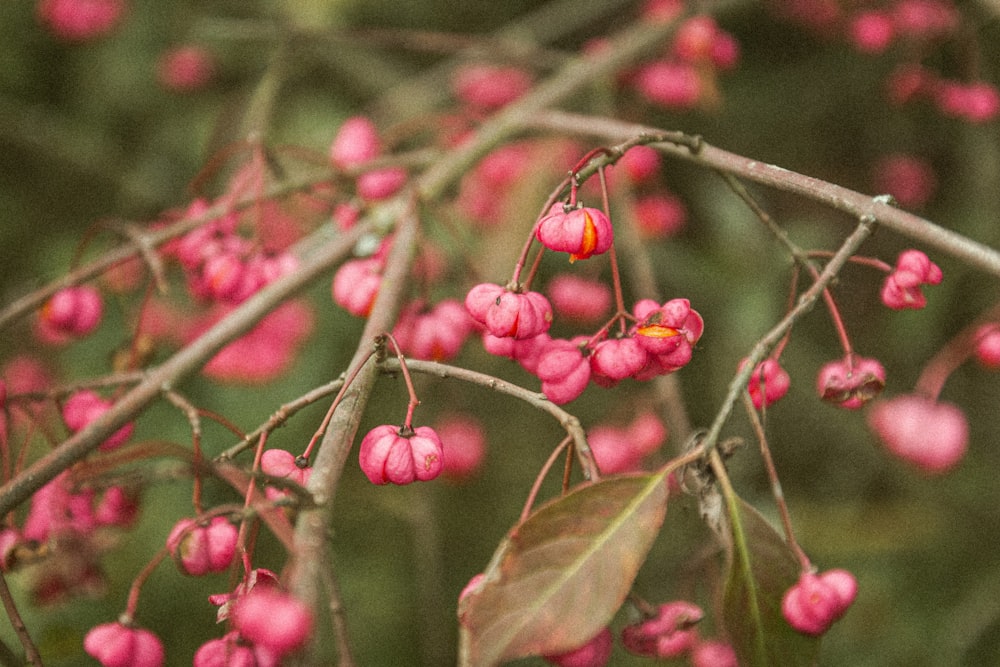 red round fruits on tree branch