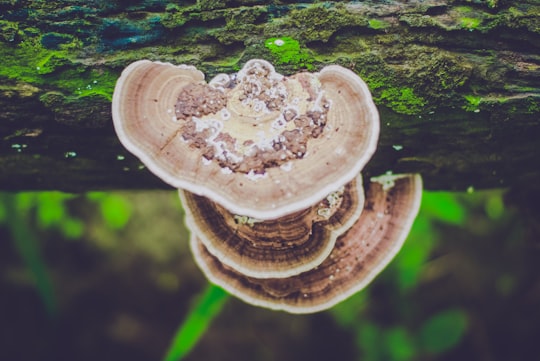 white mushroom on green moss in Dhaka Bangladesh