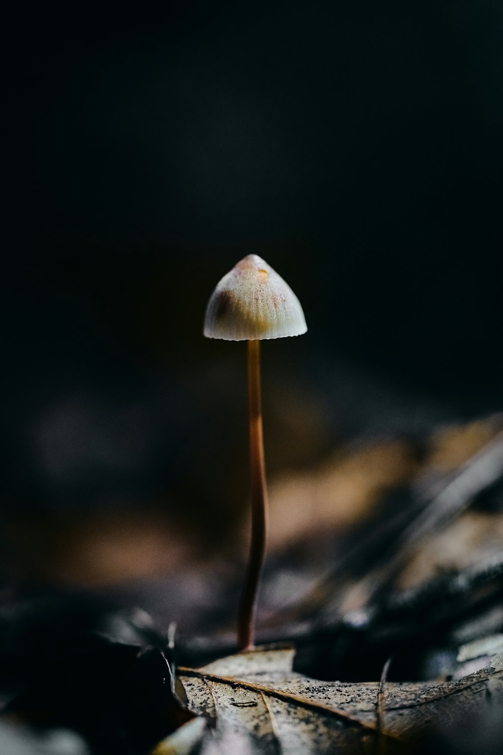 champignon blanc dans la lentille à bascule et décentrement