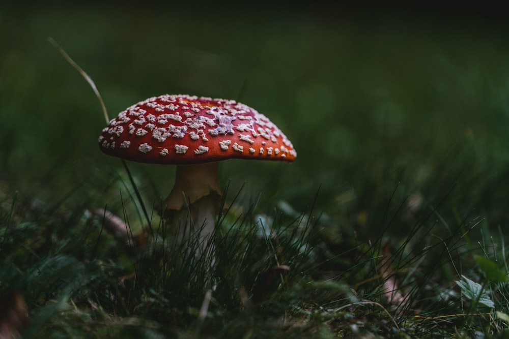 red and white mushroom in green grass