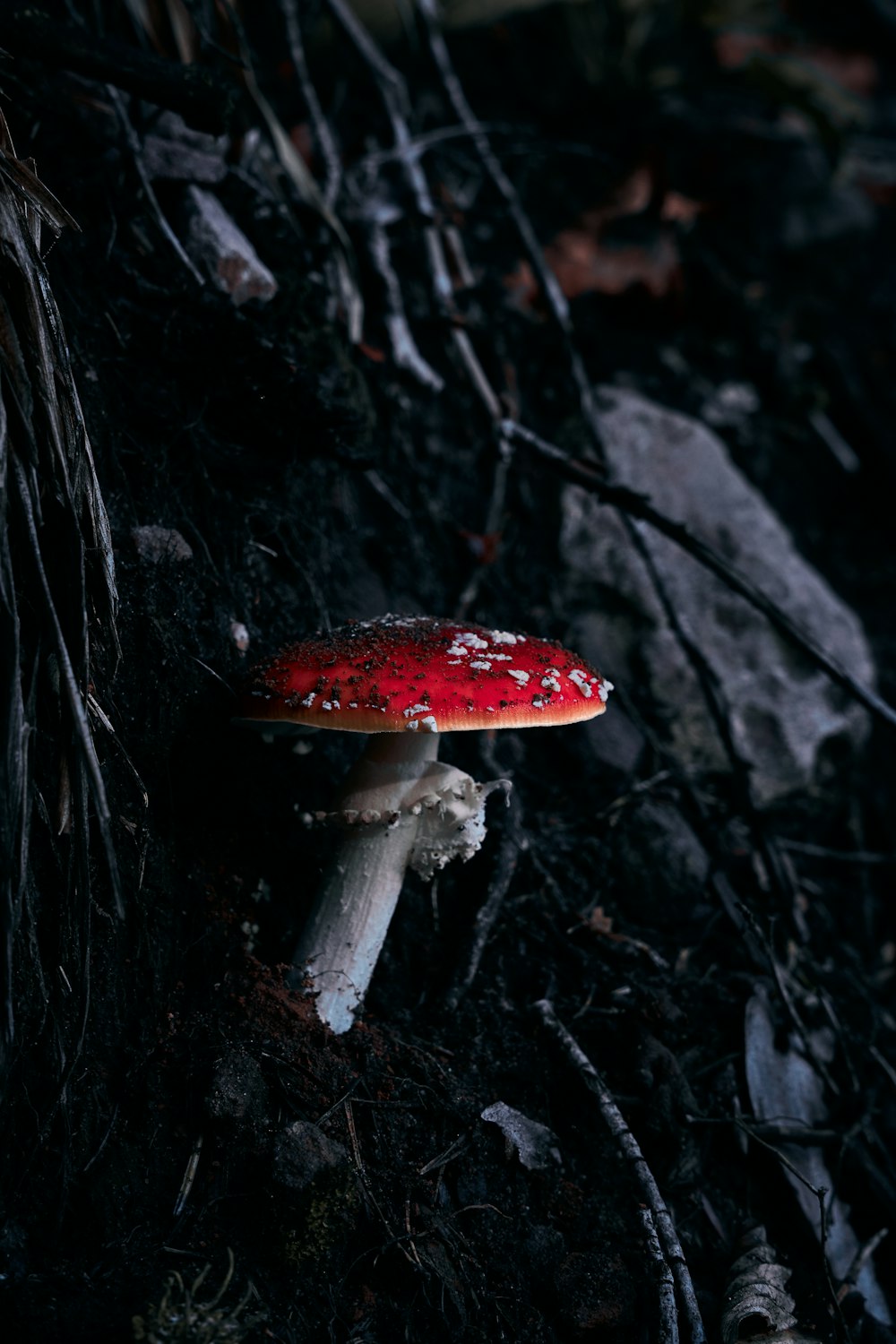 검은 토양에 빨간색과 흰색 버섯