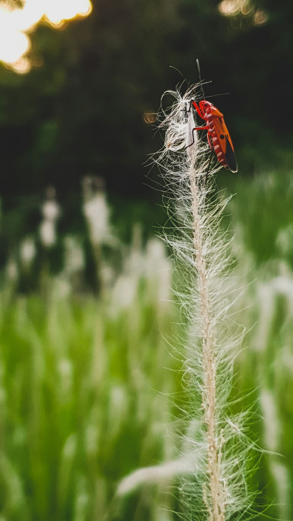 red and black butterfly on white flower during daytime