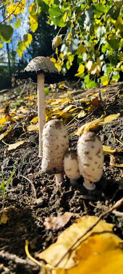 Close-up of fresh, vibrant mushrooms growing on rich soil in a sunlit indoor garden.