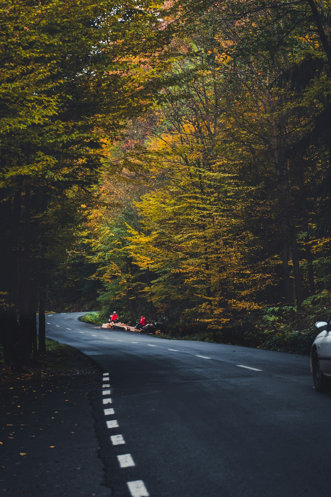 cars on road in between trees during daytime