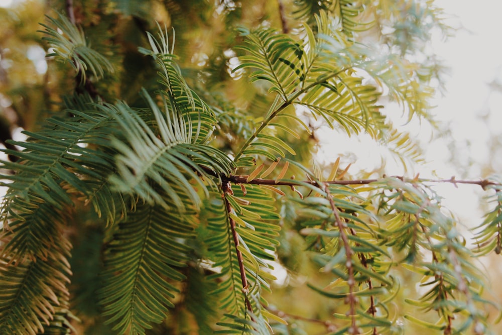 green leaf tree during daytime